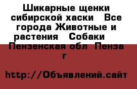 Шикарные щенки сибирской хаски - Все города Животные и растения » Собаки   . Пензенская обл.,Пенза г.